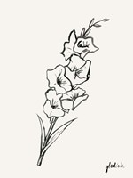 Gladiola Sketch II Fine Art Print