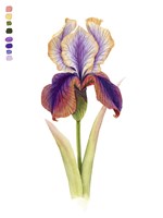 Rainbow Iris I Fine Art Print