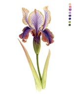 Rainbow Iris II Fine Art Print