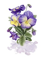Viola Pansies II Fine Art Print