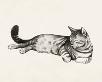 Cat Laze II Fine Art Print