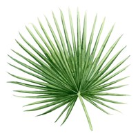 Rainforest Jewel II Framed Print