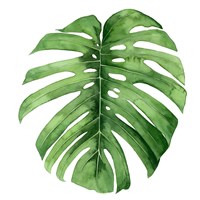 Rainforest Jewel IV Framed Print