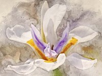 Playful Petals I Fine Art Print