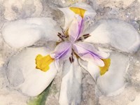 Playful Petals II Fine Art Print