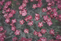 Nature's Textures I Fine Art Print