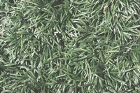 Nature's Textures II Fine Art Print