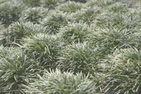 Nature's Textures III Fine Art Print