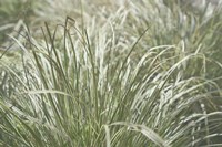 Nature's Textures IV Fine Art Print