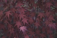 Nature's Textures V Fine Art Print