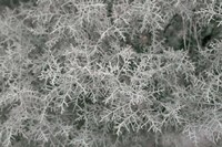 Nature's Textures VI Fine Art Print