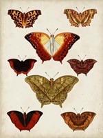 Butterflies Displayed I Fine Art Print