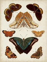 Butterflies Displayed II Fine Art Print