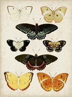 Butterflies Displayed III Fine Art Print