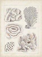 Antique White Coral I Framed Print