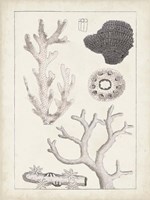 Antique White Coral II Fine Art Print