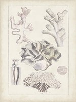 Antique White Coral IV Fine Art Print