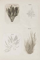 Coral Collage I Fine Art Print