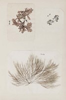 Coral Collage II Fine Art Print