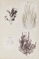 Coral Collage IV Fine Art Print