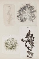 Coral Collage V Fine Art Print