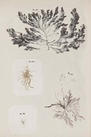 Coral Collage VI Fine Art Print