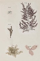 Coral Collage VII Fine Art Print