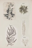 Coral Collage VIII Fine Art Print