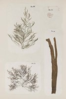 Coral Collage IX Fine Art Print