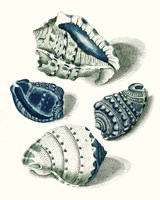 Celadon Shells I Framed Print