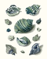 Celadon Shells II Framed Print