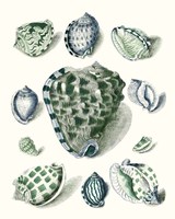 Celadon Shells III Fine Art Print