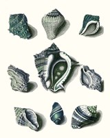 Celadon Shells IV Framed Print