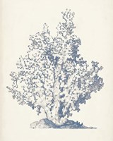 Antique Coral Collection IV Fine Art Print
