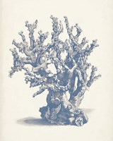 Antique Coral Collection V Fine Art Print
