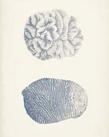 Antique Coral Collection VII Fine Art Print
