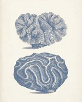Antique Coral Collection IX Fine Art Print