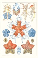 Sealife Species I Fine Art Print