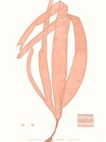 Vivid Coral Seaweed I Fine Art Print