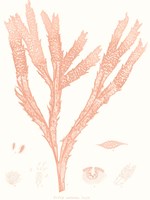 Vivid Coral Seaweed II Fine Art Print