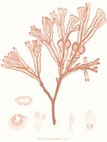 Vivid Coral Seaweed III Fine Art Print