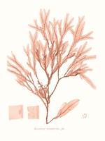 Vivid Coral Seaweed V Fine Art Print