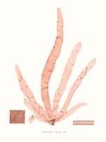 Vivid Coral Seaweed VI Fine Art Print
