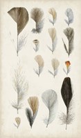 Antique Bird Feathers I Fine Art Print
