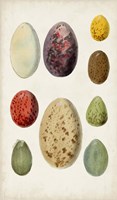 Antique Bird Eggs I Fine Art Print