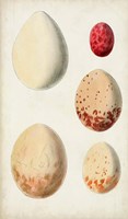 Antique Bird Eggs III Fine Art Print