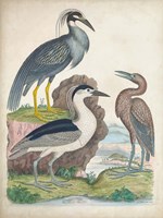 Antique Heron & Waterbirds I Fine Art Print