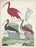 Antique Heron & Waterbirds II Fine Art Print