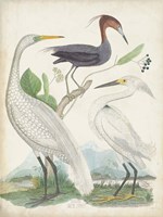Antique Heron & Waterbirds III Fine Art Print