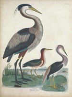 Antique Heron & Waterbirds IV Fine Art Print